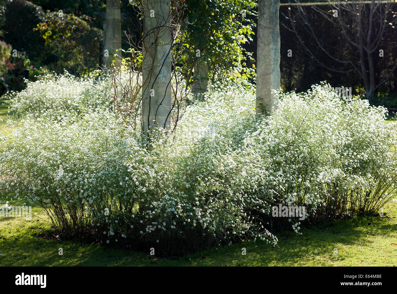 Mass of White Heath Heather in an English garden Stock Photo