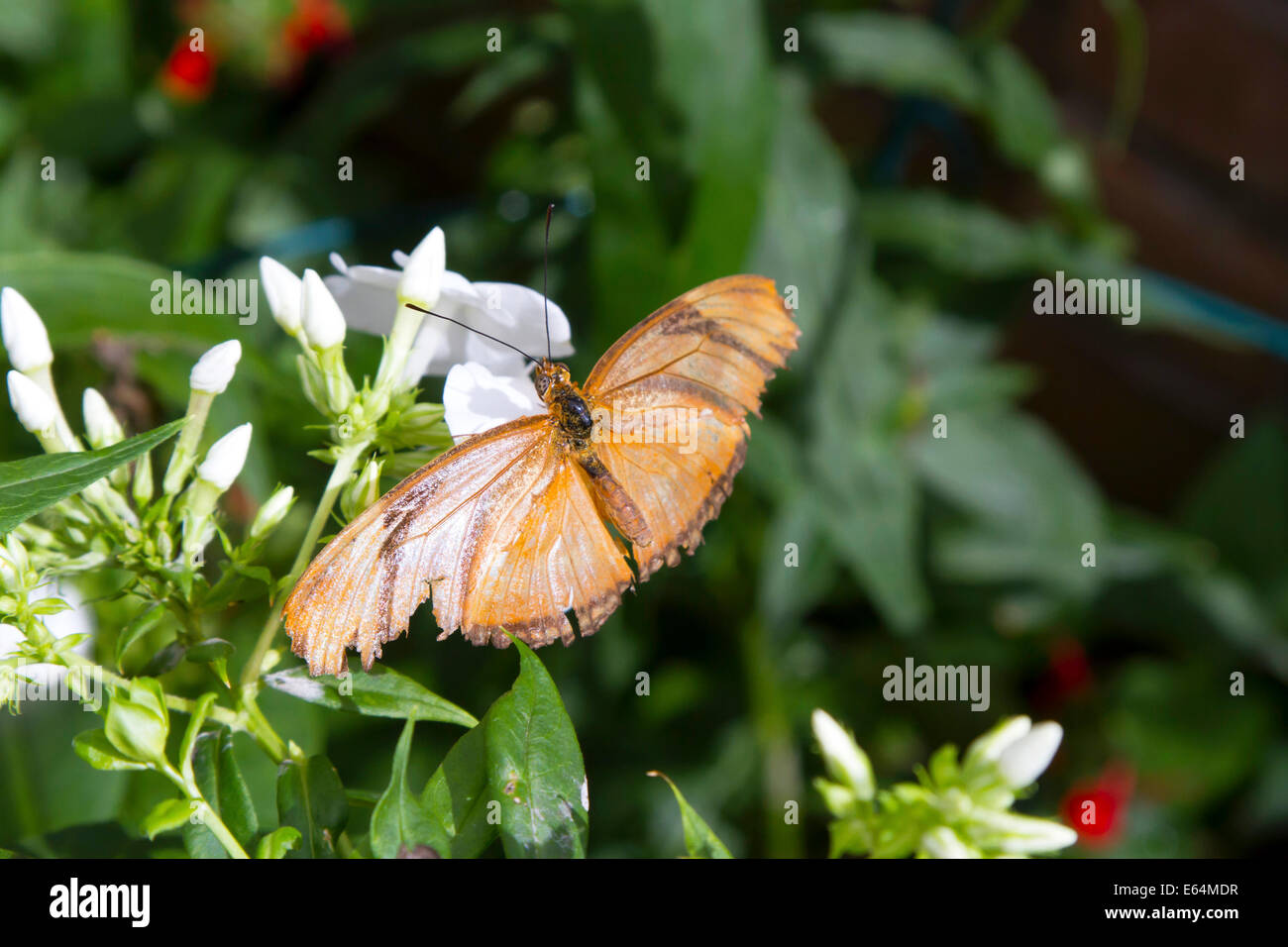 Orange butterfly feeding on white flower from above Stock Photo