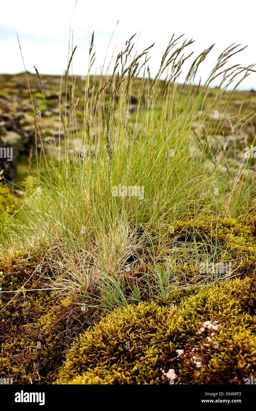 Reeds and grass Stock Photo Alamy