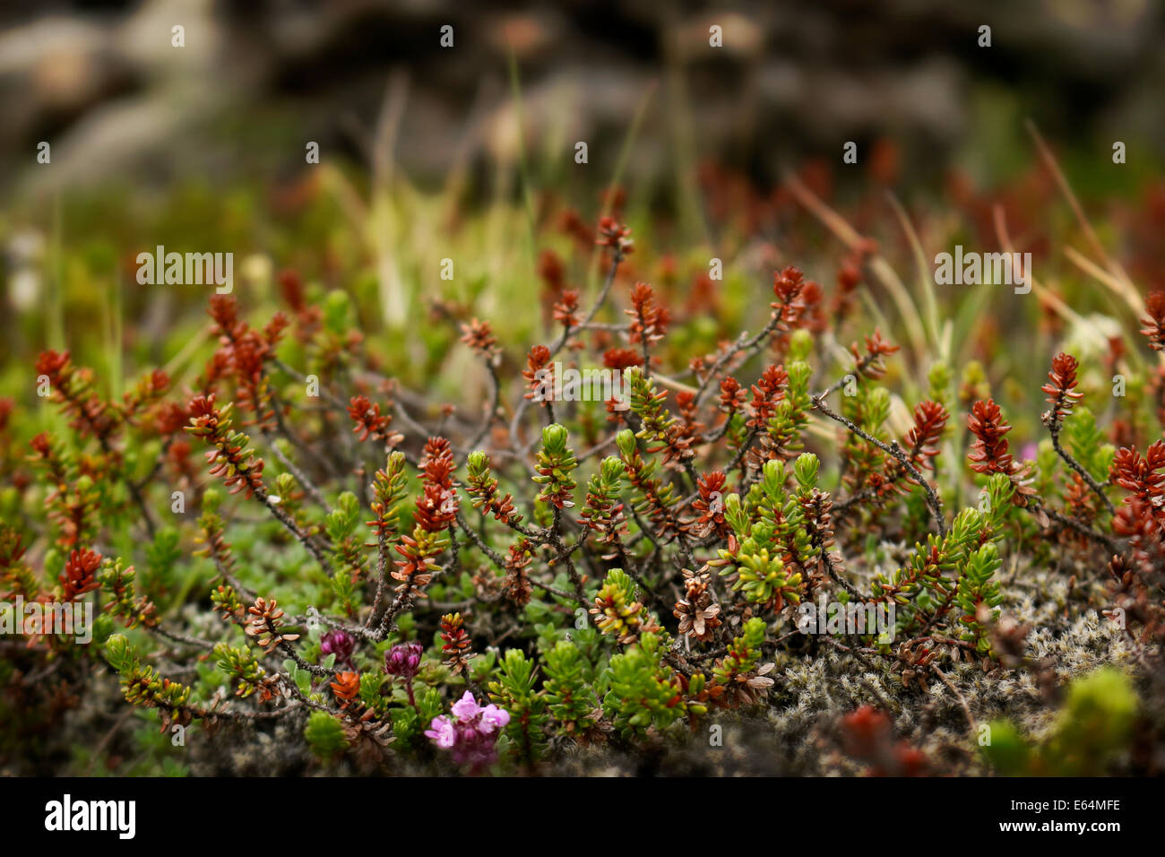 Wild Berry Bushes and Moss Stock Photo