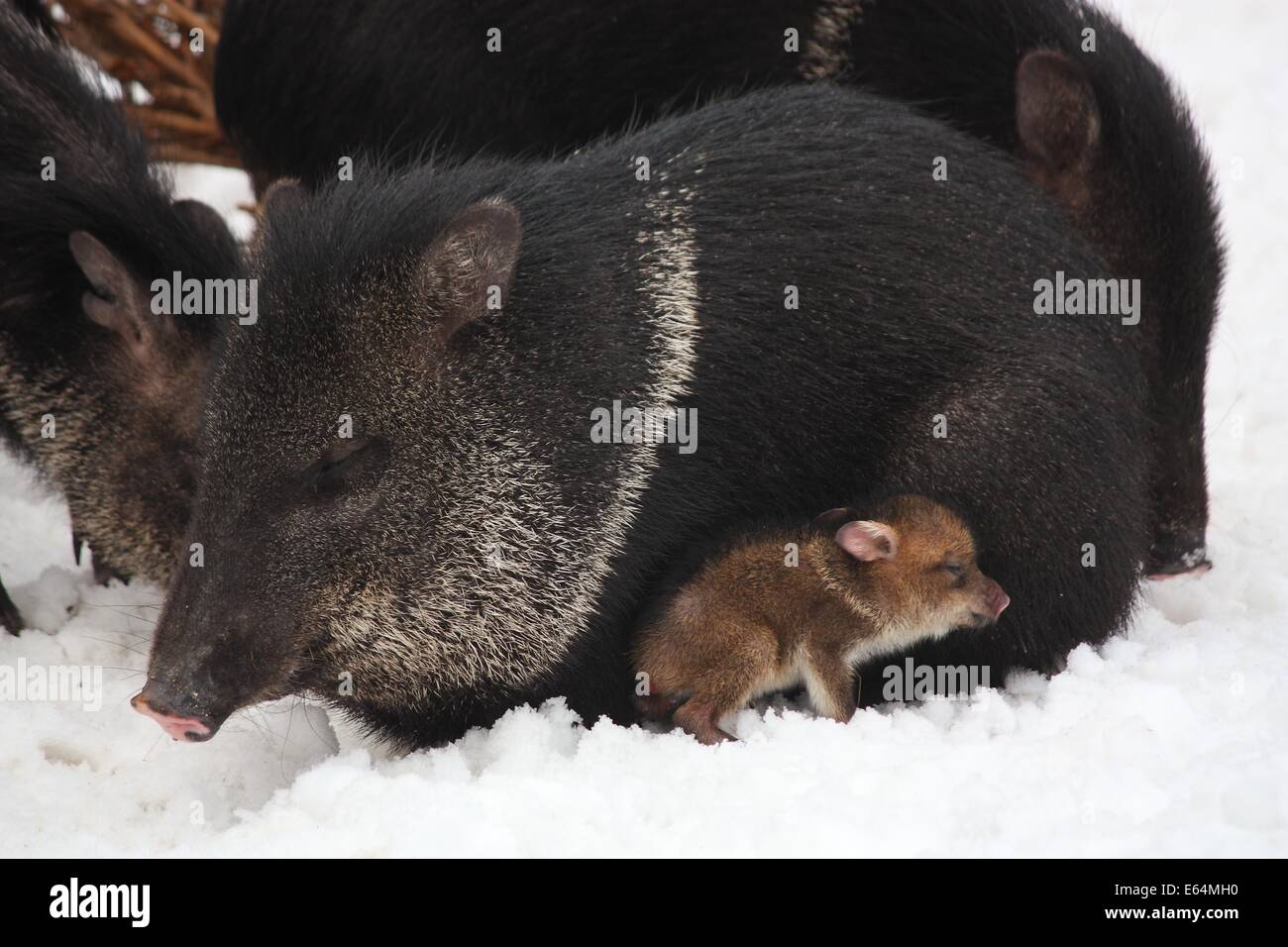 Black adult collared peccary and its child Stock Photo