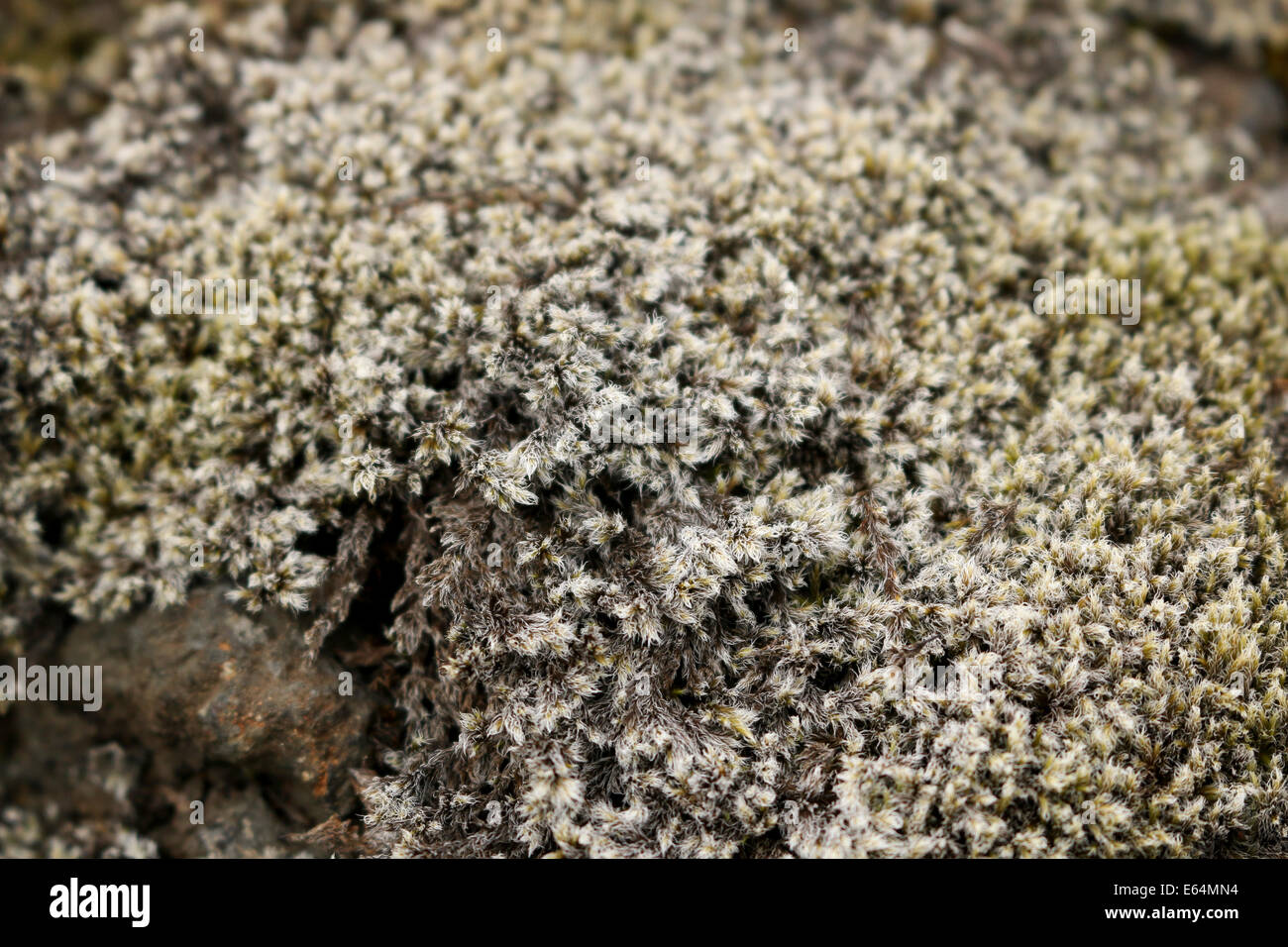 Moss on Rock Stock Photo - Alamy