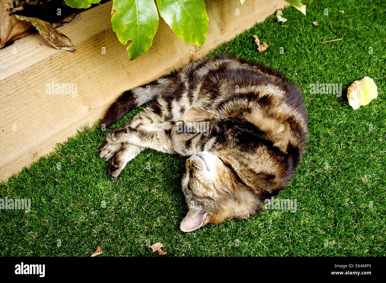 Domestic cat asleep in the garden Stock Photo - Alamy