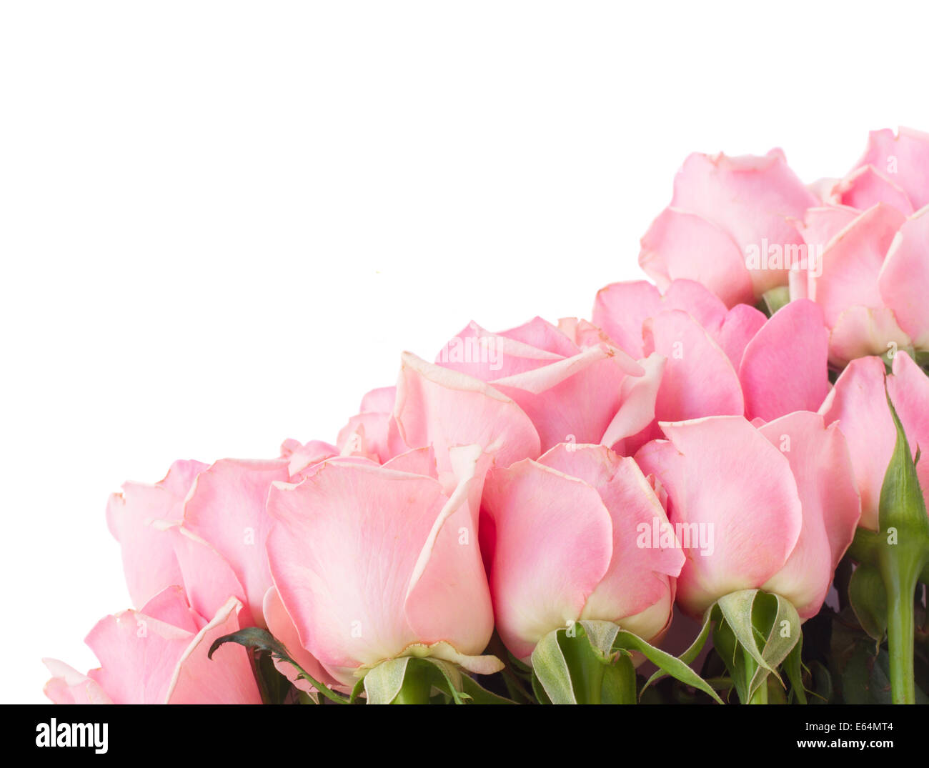 border of pink garden roses Stock Photo - Alamy