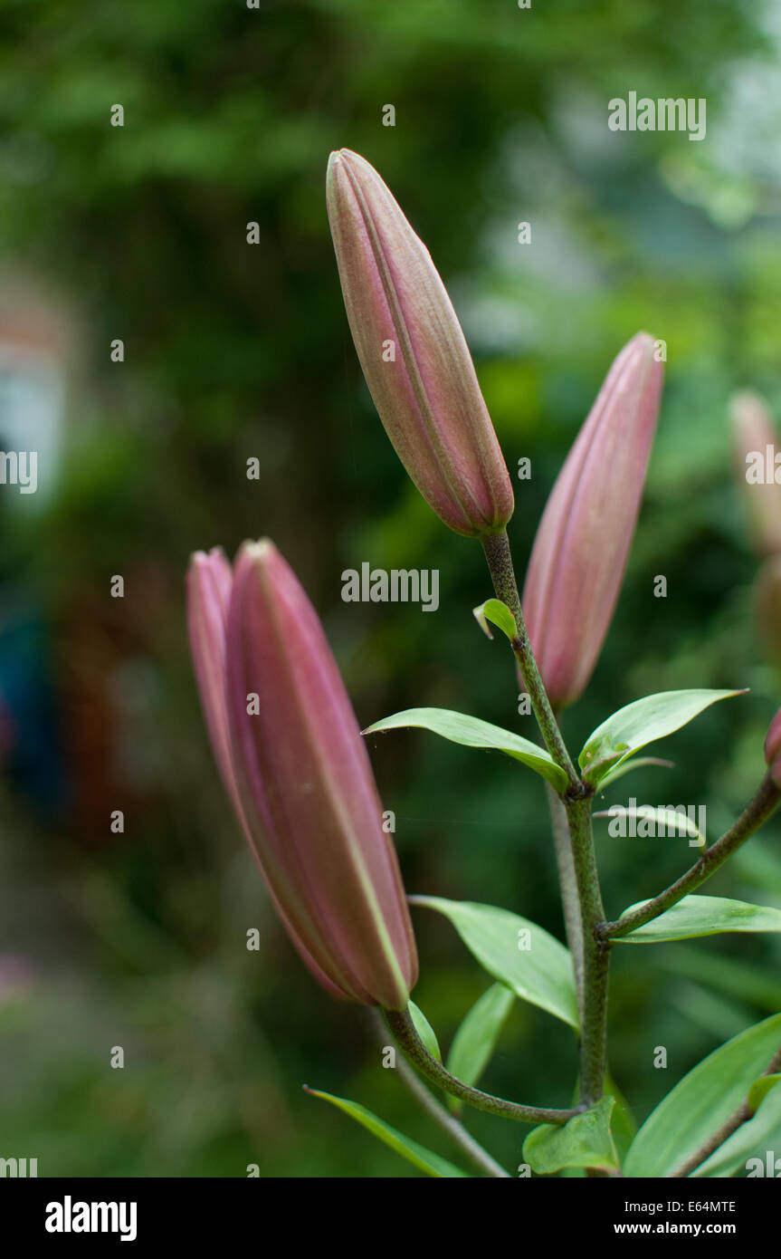 Green lily buds hires stock photography and images Alamy