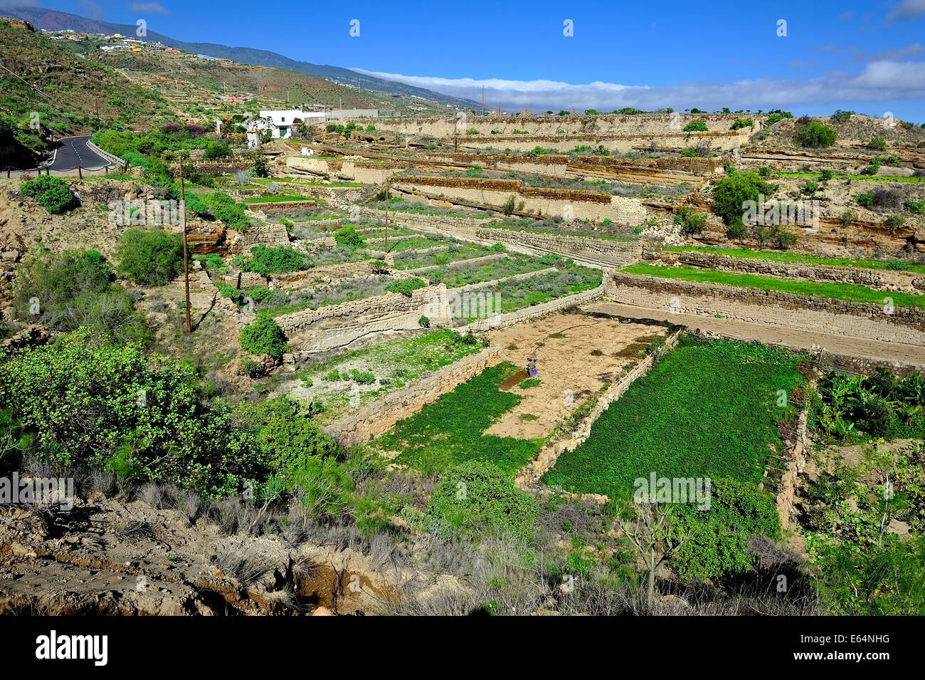Hillside Vegetable Gardens Stock Photo Alamy