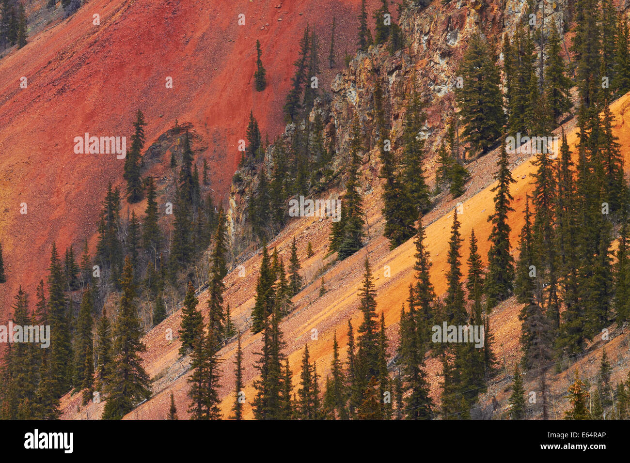 Trees, and brown, red and yellow iron oxide colors on the slopes of Anvil Mountain, San Juan Mountains, Colorado, USA Stock Photo