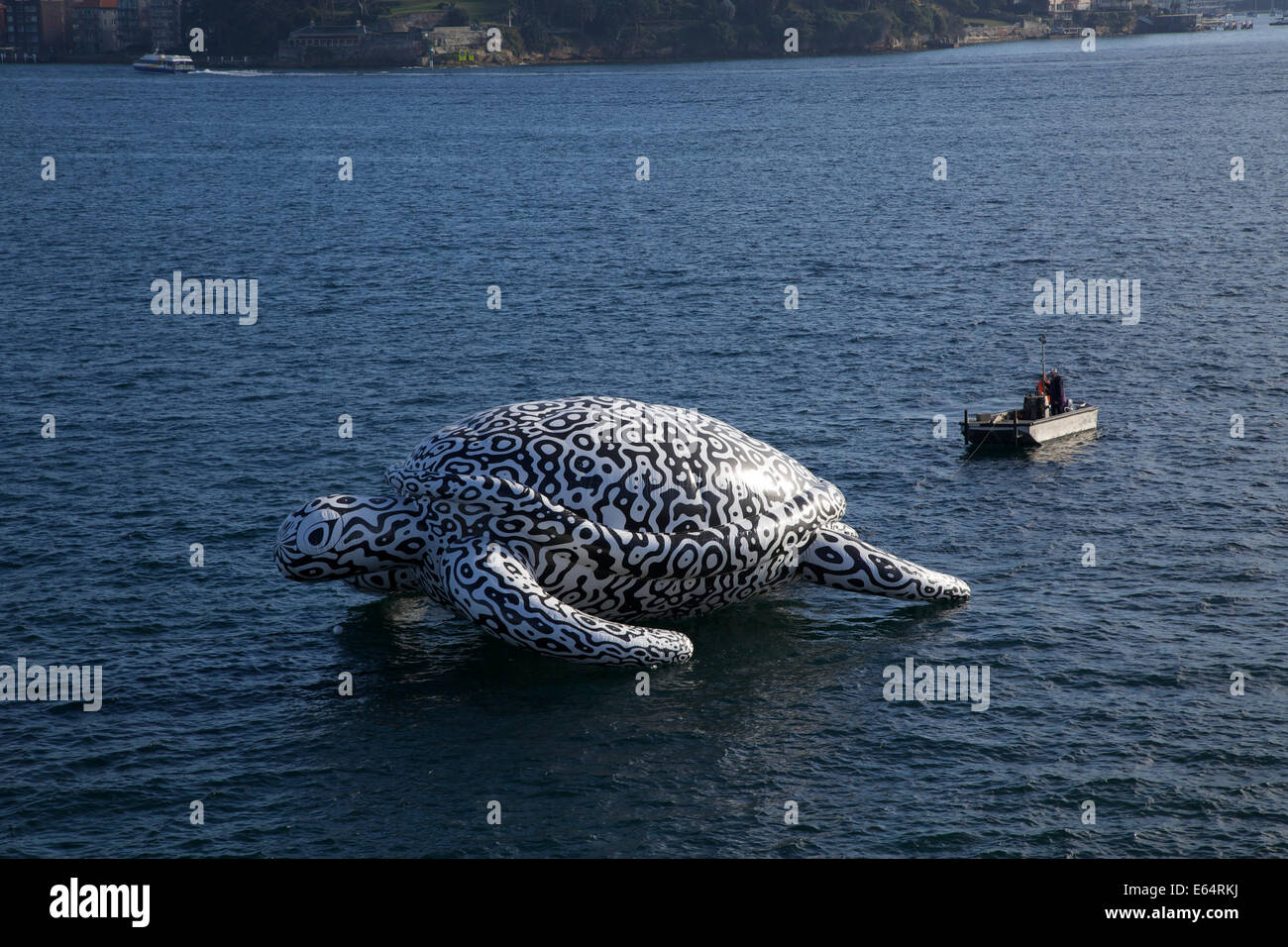 Sydney, NSW 2000, Australia. 15 August 2014. To celebrate the opening of World's first Undersea Art Exhibition at Sydney Aquarium a giant 15m floating sea turtle sculpture appeared on Sydney Harbour. Copyright Credit:  2014 Richard Milnes/Alamy Live News. Stock Photo