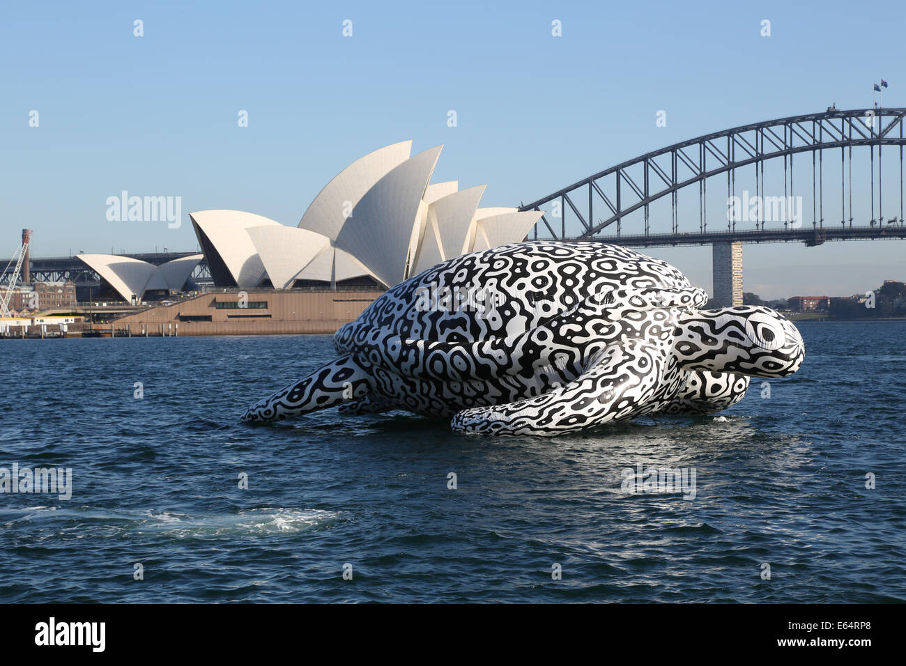 Sydney, NSW 2000, Australia. 15 August 2014. To celebrate the opening of World's first Undersea Art Exhibition at Sydney Aquarium a giant 15m floating sea turtle sculpture appeared on Sydney Harbour – viewed from near Mrs Macquarie's Chair. Copyright Credit:  2014 Richard Milnes/Alamy Live News. Stock Photo