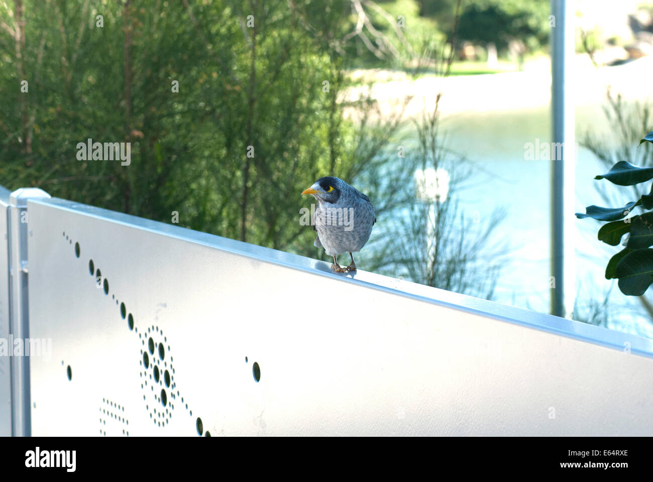 A noisy miner bird sitting on a fence at King George Park, Rozelle, Australia Stock Photo