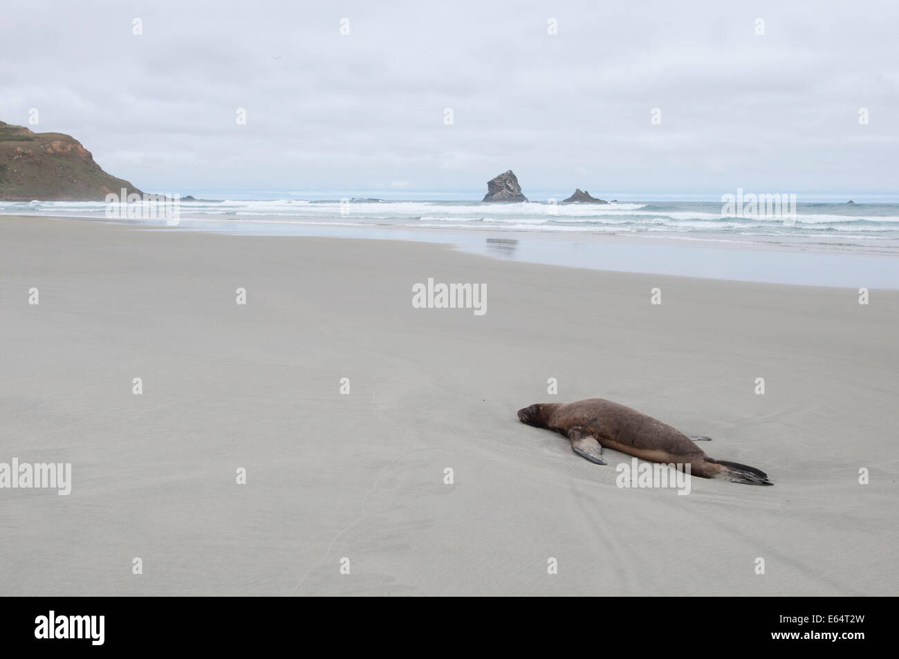 Sea Lion on the Beach at Sandfly Bay Reserve, Otago Peninsula, New Zealand, near Dunedin Stock Photo