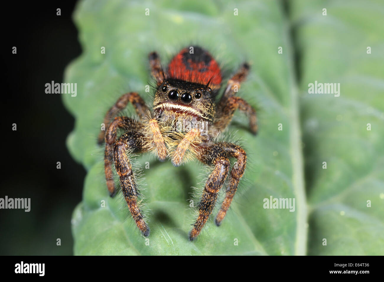 Red-backed Jumping Spider (Phidippus johnsoni) , Luther Burbank Home ...