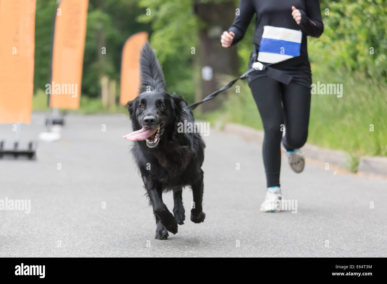Dog and his owner are running together at a running event Stock Photo