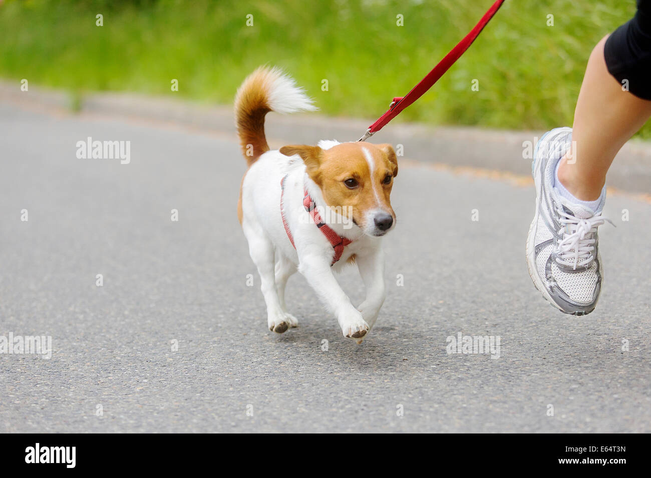 Dog and his owner are running together at a running event Stock Photo