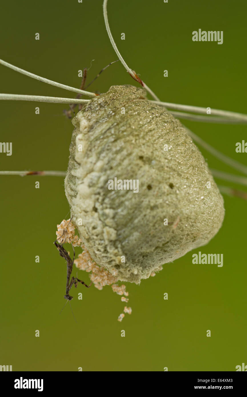 Purple winged mantid nymph emerging from egg case Stock Photo