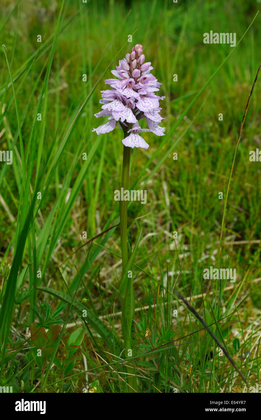 Heath Spotted Orchid - Dactylorhiza maculata ericetorum Whole plane Rannoch Moor Stock Photo