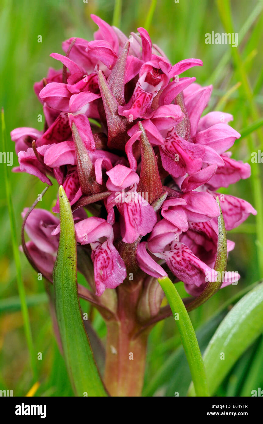 Early Marsh Orchid - Dactylorhiza incarnata coccinea Closeup Stock Photo