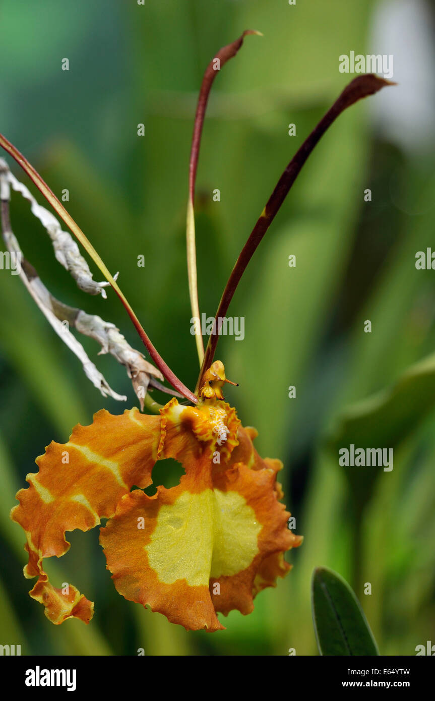 Butterfly Psychopsis Orchid - Psychopsis papilio From Mexico & South America Stock Photo