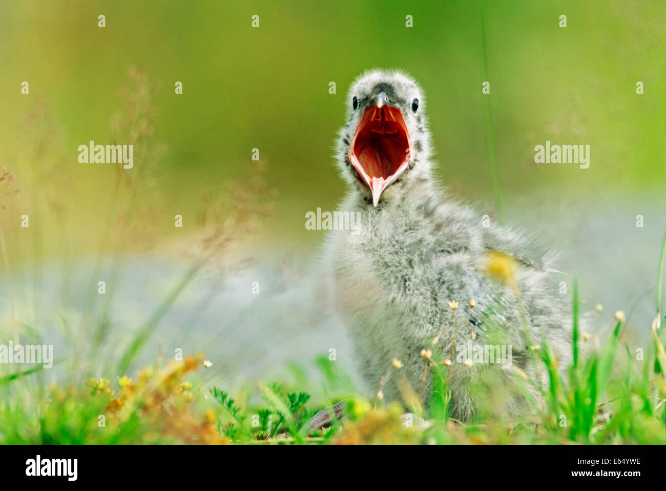 Herring Gull (Larus argentatus) chick, Lofoten, Norway Stock Photo Alamy