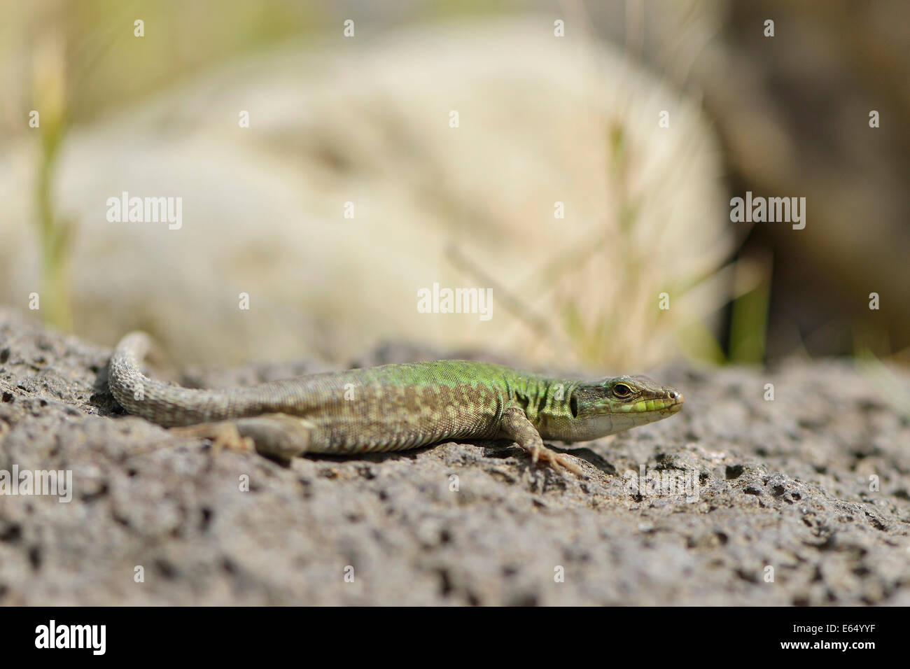 Italian Wall Lizard (Podarcis siculus), Province of Messina, Sicily, Italy Stock Photo