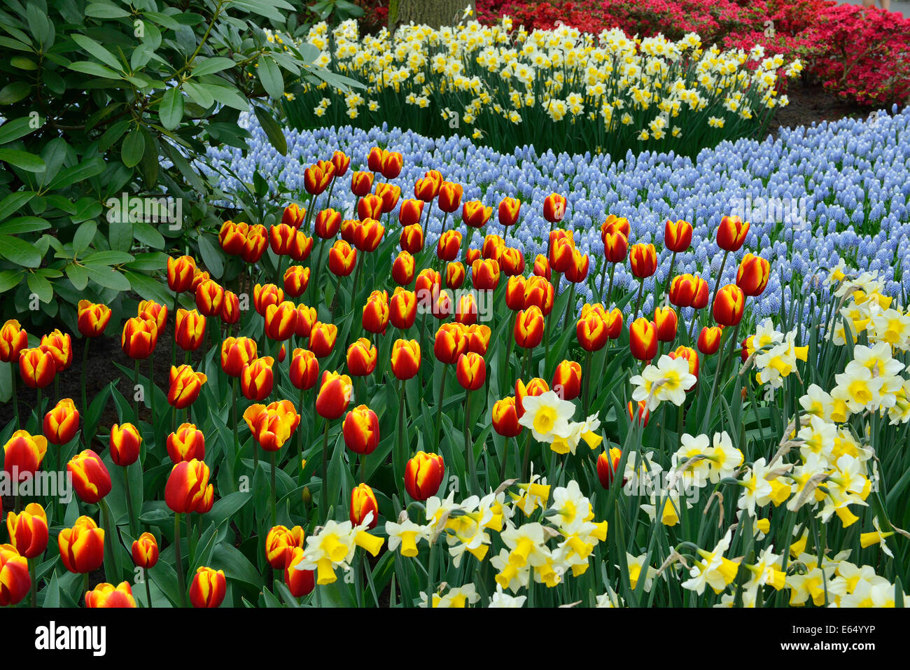 Daffodils and grape hyacinths hires stock photography and images Alamy