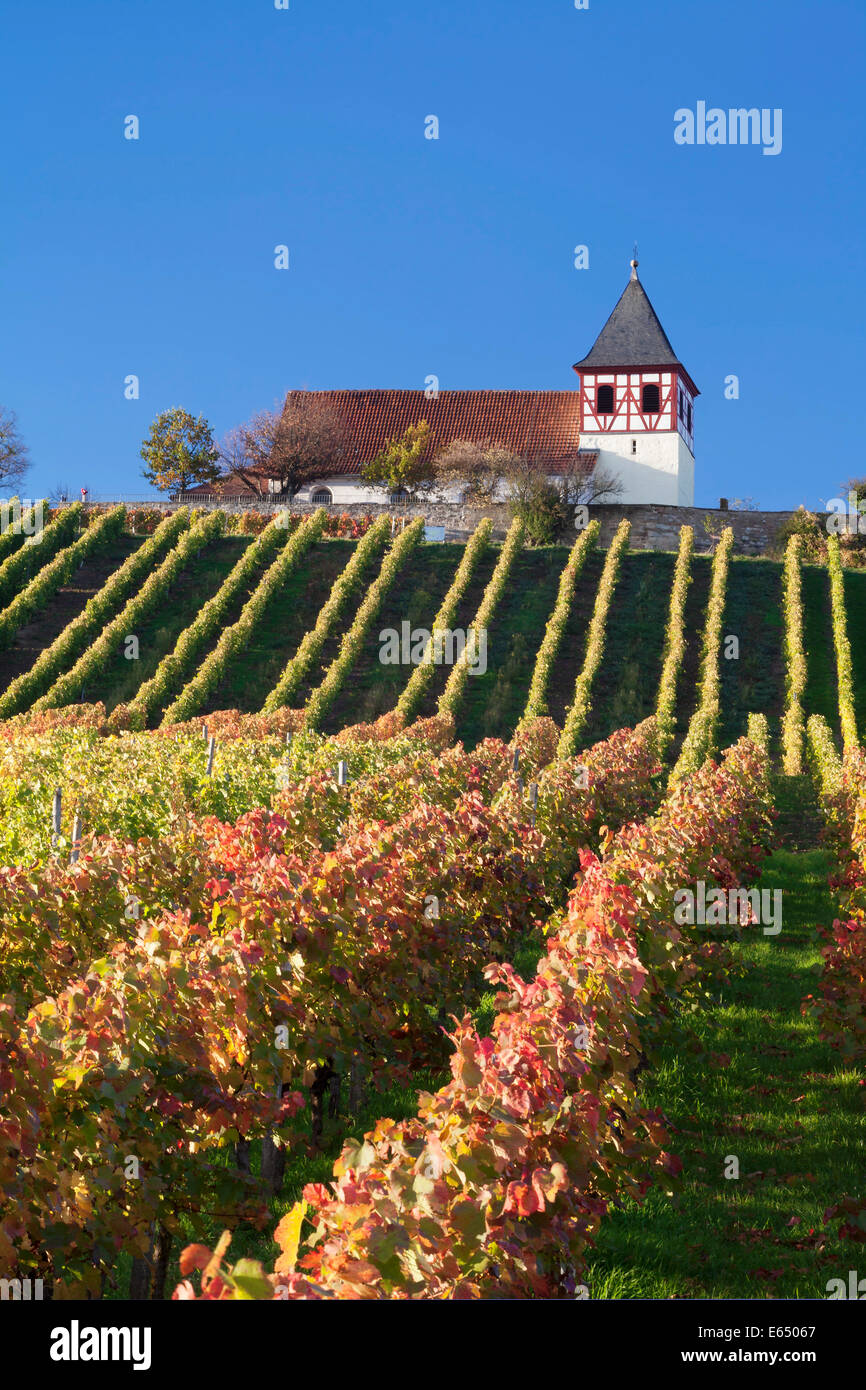 Vineyard in autumn with Michaelsberg hill and St Michael's Church, Cleebronn, Baden-Württemberg, Germany Stock Photo