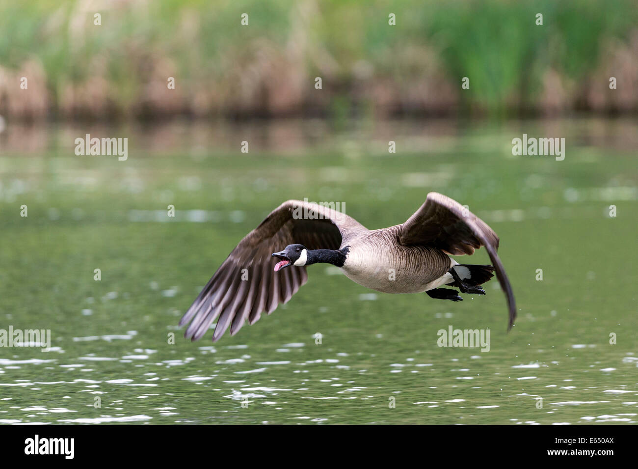 Canada Goose Flying High Resolution Stock Photography and Images - Alamy