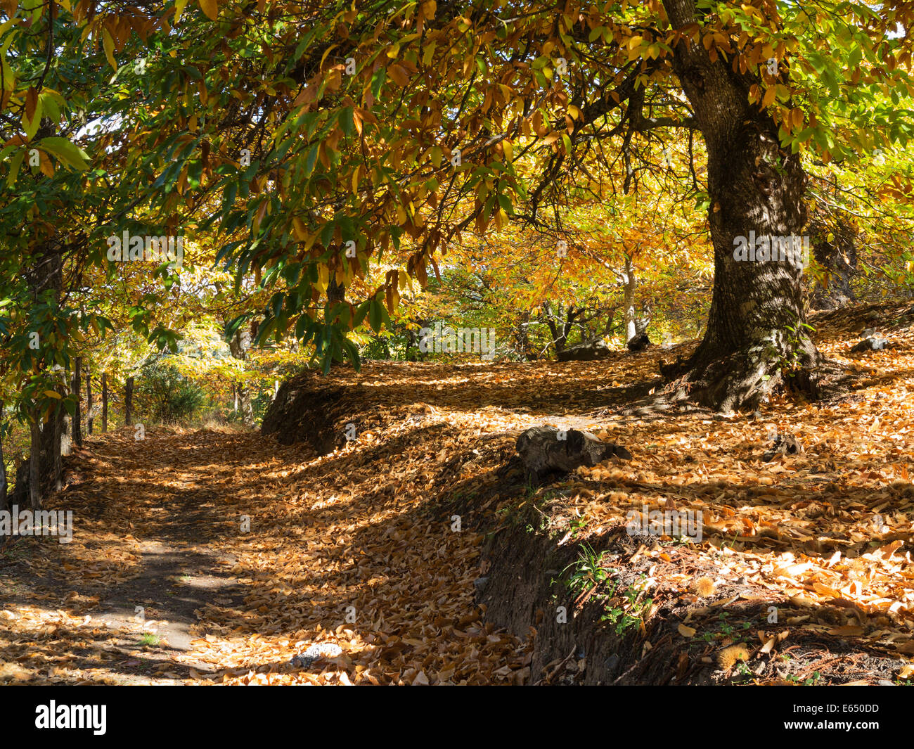 Sweet Chestnut (Castanea sativa) in autumn, Genal river valley, Málaga province, Andalusia, Spain Stock Photo