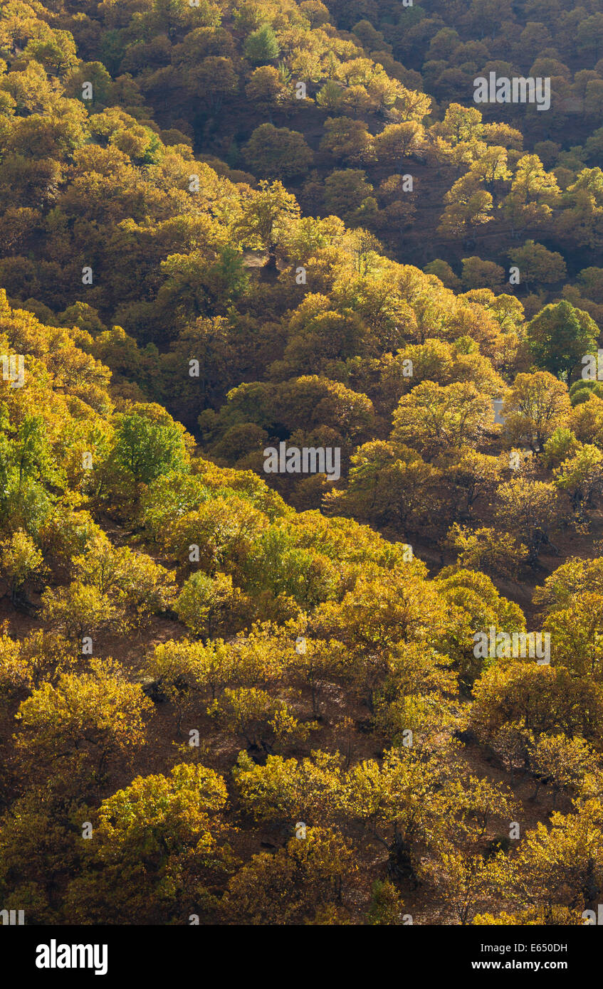 Sweet Chestnut trees (Castanea sativa) in autumn, Genal river valley, Málaga province, Andalusia, Spain Stock Photo