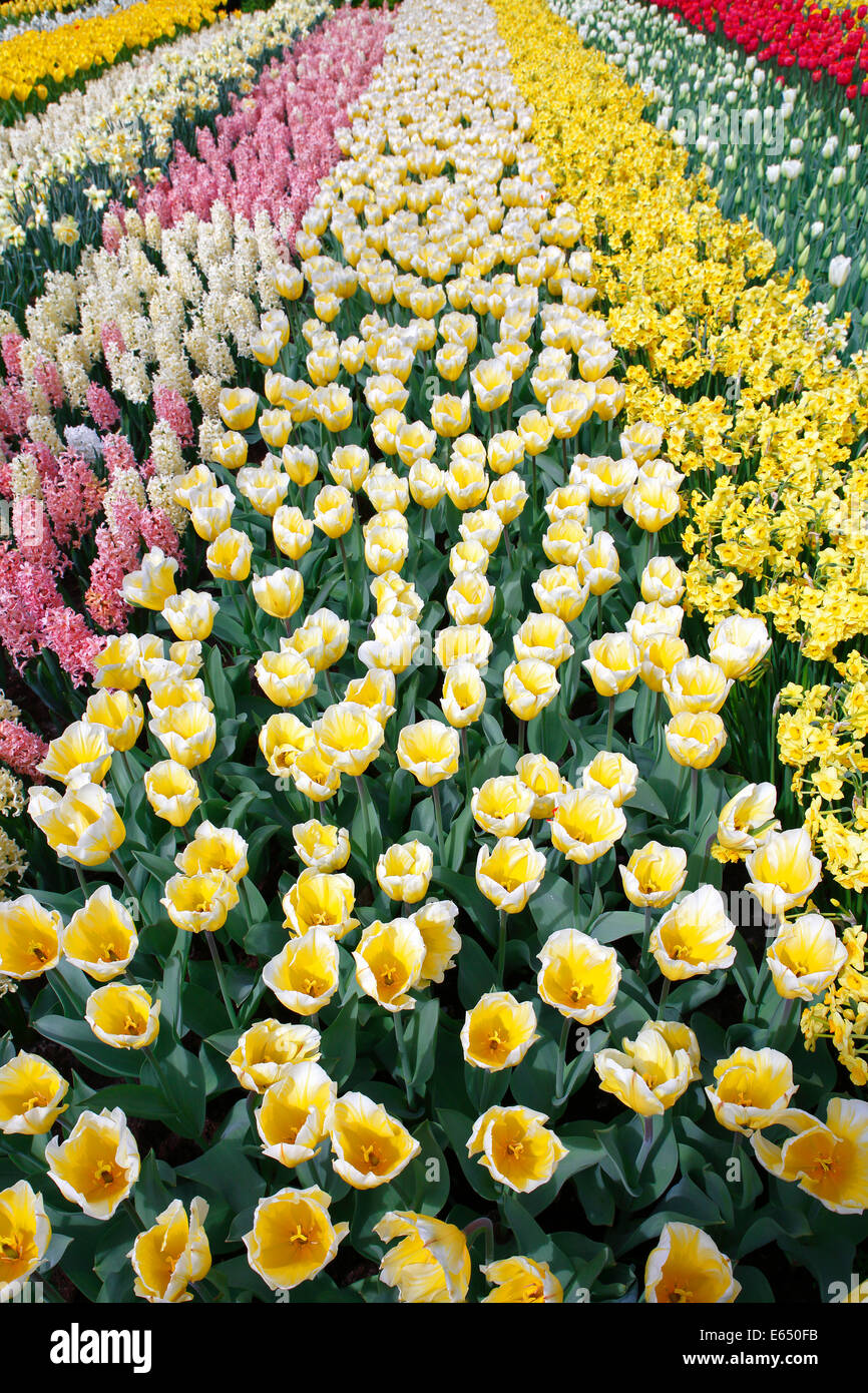 Colorful flower bed with spring flowering plants, blooming Tulips ...