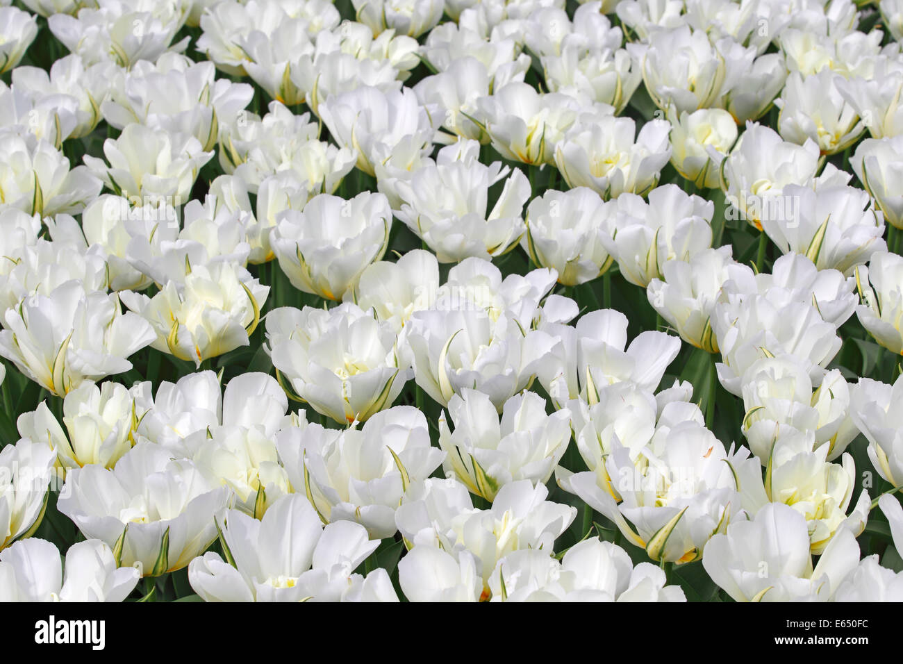Blooming Tulips, white Fosteriana Tulip, 'Exotic Emperor' variety (Tulipa fosteriana 'Exotic Emperor') Stock Photo