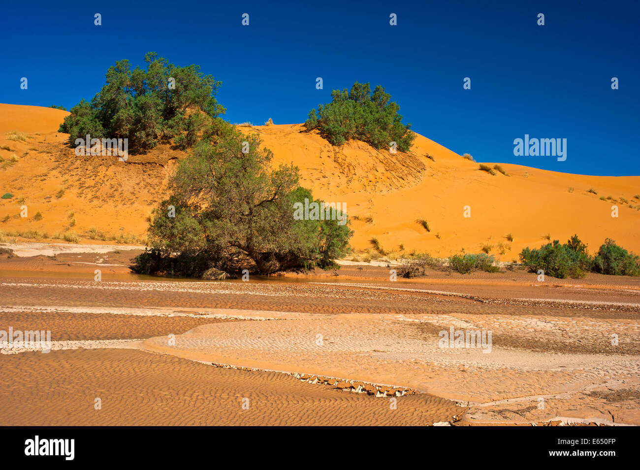 Dried up riverbed, after rain falls, Wadi against sand dunes with green bushes, Erg Chebbi, sand desert, Sahara Stock Photo