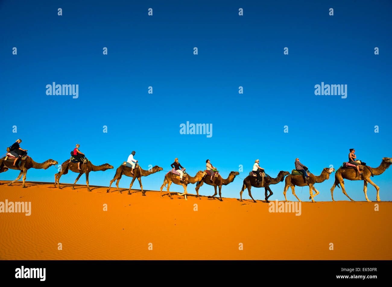 Tourists riding camels on the sand dunes of Erg Chebbi, Sahara Desert, Southern Morocco, Morocco Stock Photo