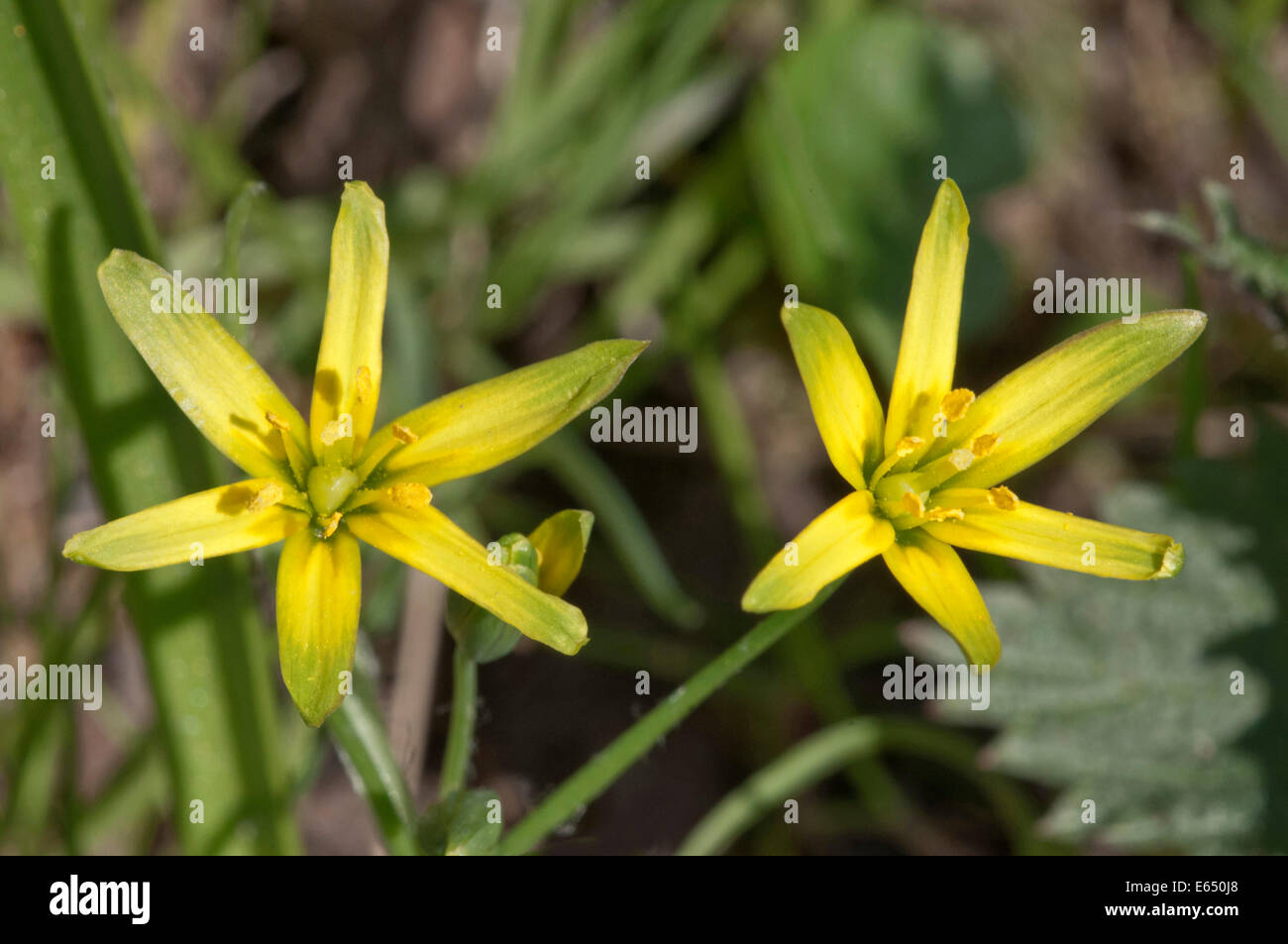 Yellow Star-of-Bethlehem (Gagea lutea), Baden-Württemberg, Germany Stock Photo