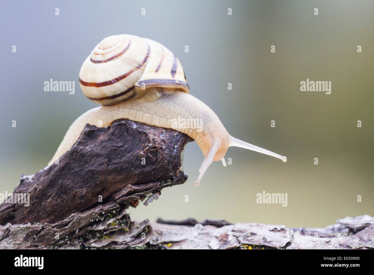 Snail (Helicidae) on dead wood, North Hesse, Hesse, Germany Stock Photo