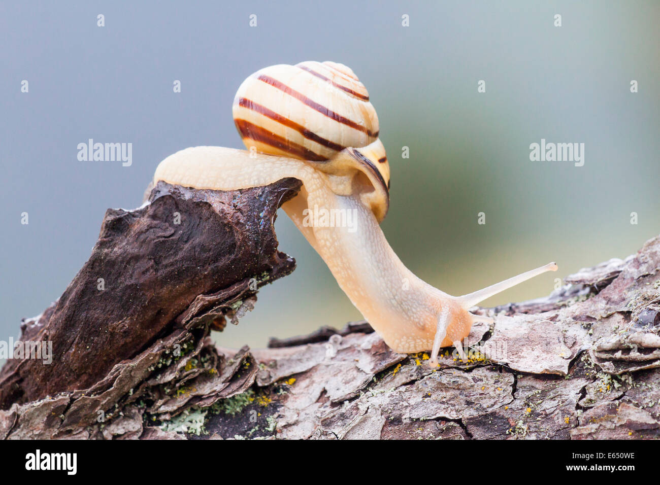 Snail (Helicidae) on dead wood, North Hesse, Hesse, Germany Stock Photo