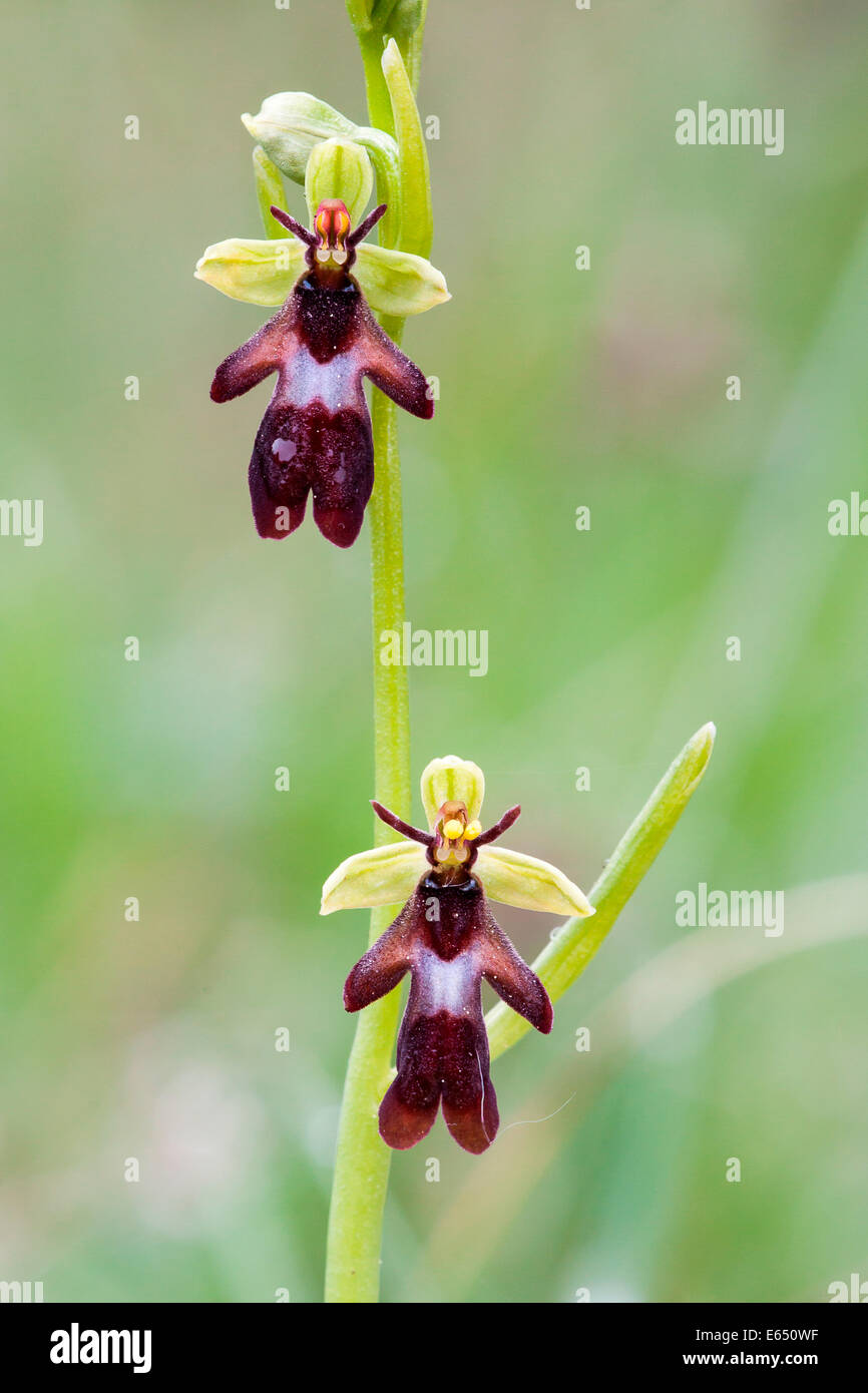 Fly Orchid (Ophrys insectifera), North Hesse, Hesse, Germany Stock Photo