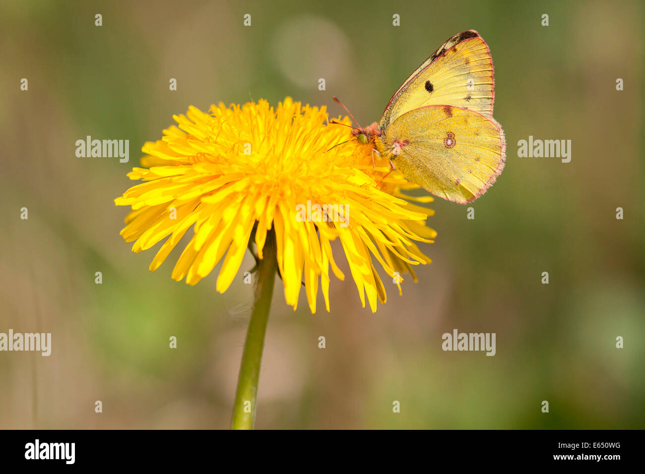 Pale Clouded Yellow (Colias hyale) perched on a Dandelion (Taraxacum officinale), North Hesse, Hesse, Germany Stock Photo