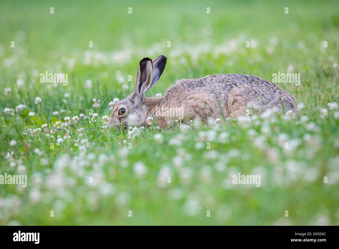 Rabbit eating grass Stock Photo Alamy