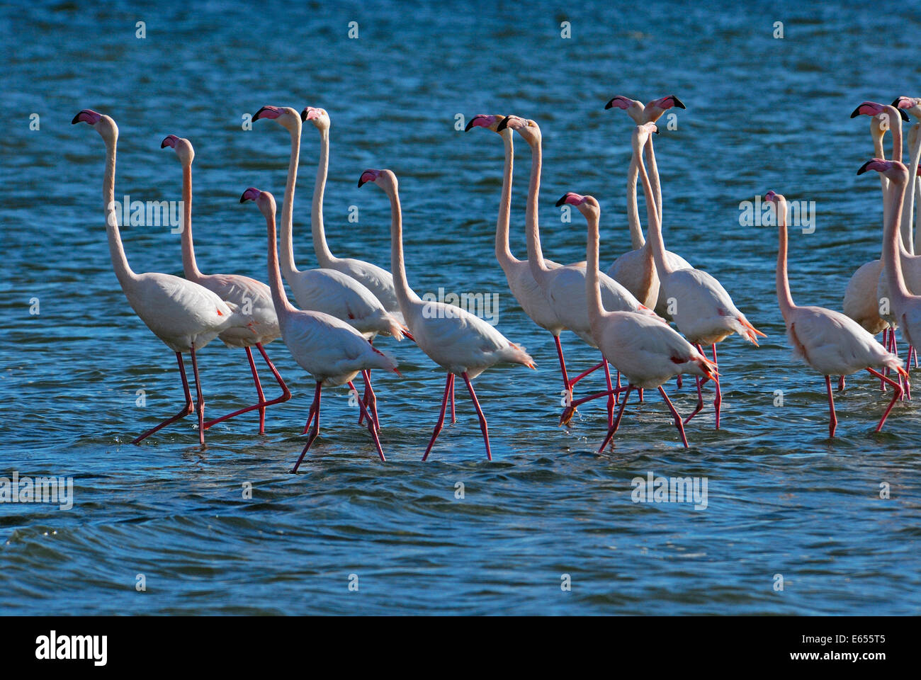Flock of Greater Flamingoes (Phoenicopterus ruber) during mating season, Berre l'Etang, Provence, France, Europe Stock Photo