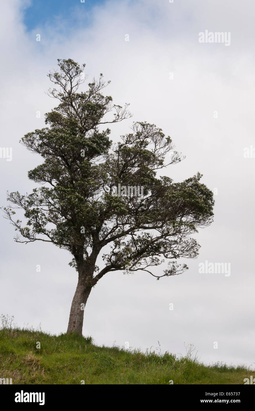 Tree Mt. Eden Crater Auckland, New Zealand Stock Photo