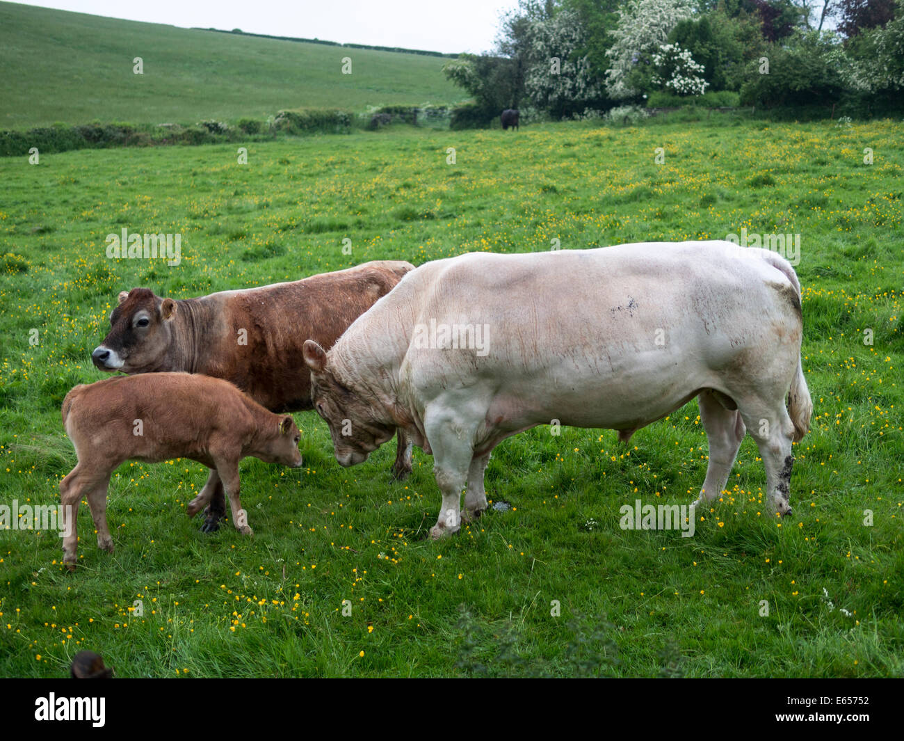 a bull with cow and calf, derbyshire, UK Stock Photo Alamy