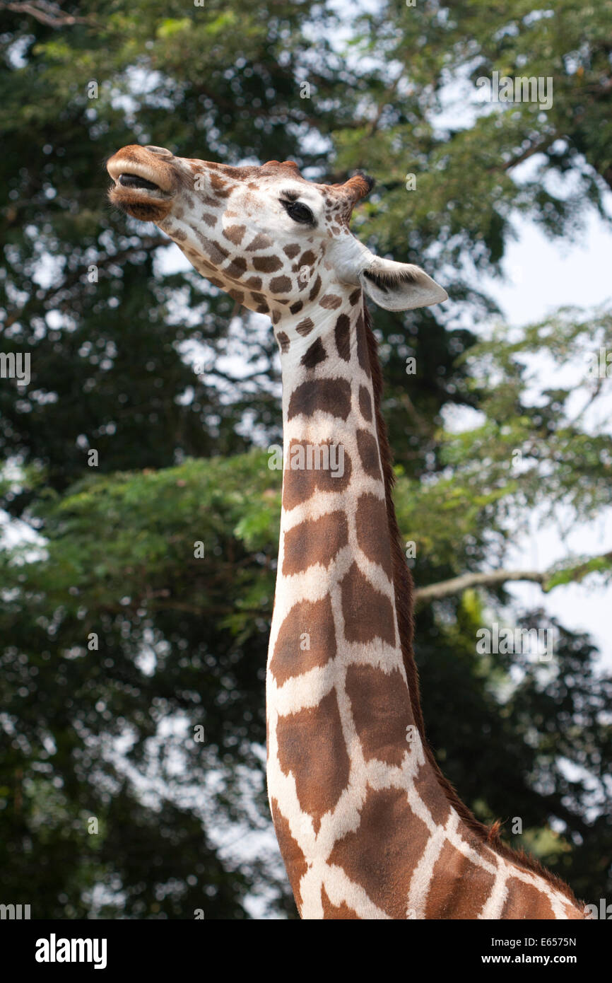 Gifaffe Giraffa camelopardalis Stock Photo