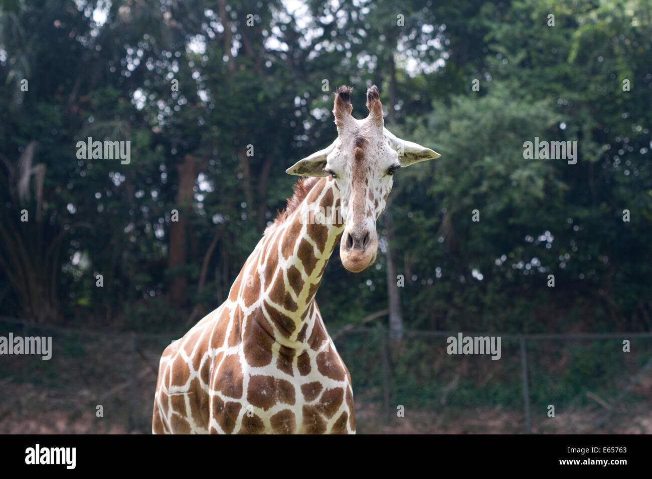 Gifaffe Giraffa camelopardalis Stock Photo