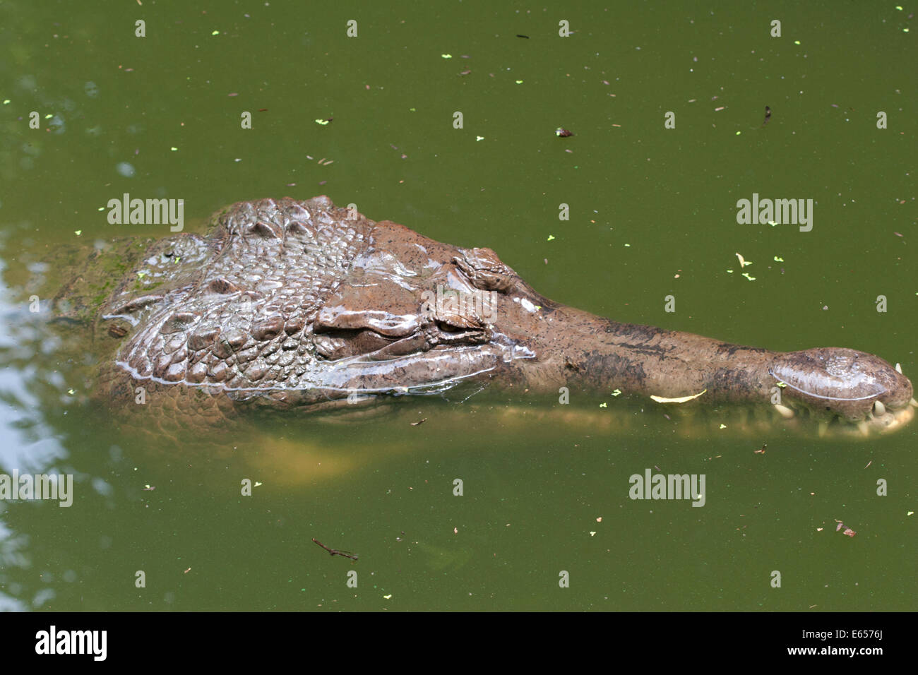 Saltwater crocodile (Crocodylus porosus) Stock Photo