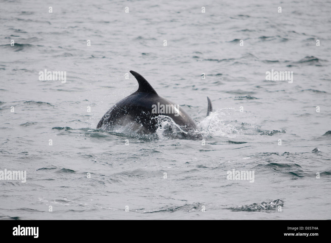 Dolphin, Bay of Islands, Northland, New Zealand Stock Photo