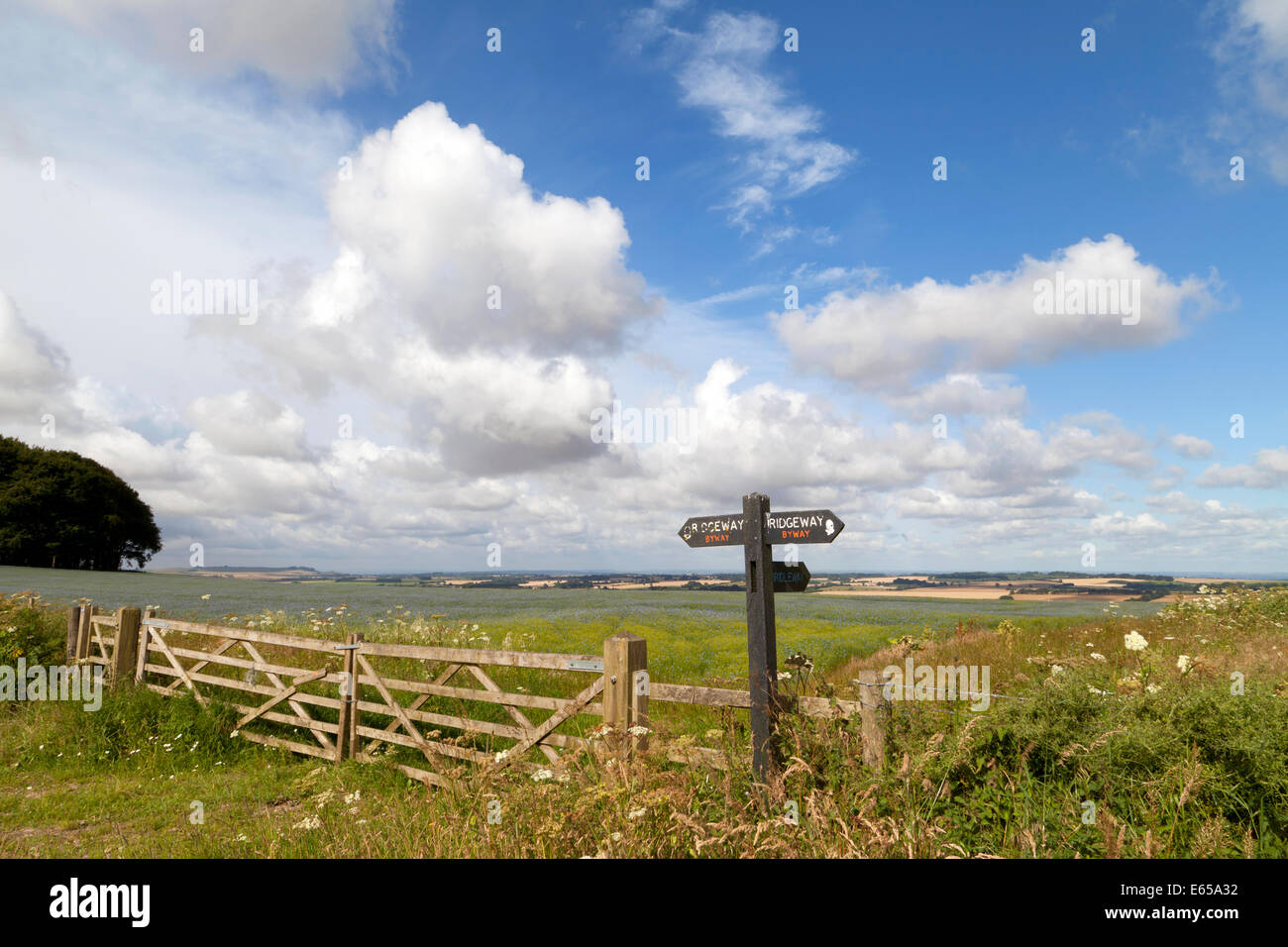 The Ridgeway path at Hackpen Hill, on the Marlborough Downs in Wiltshire, England. Stock Photo