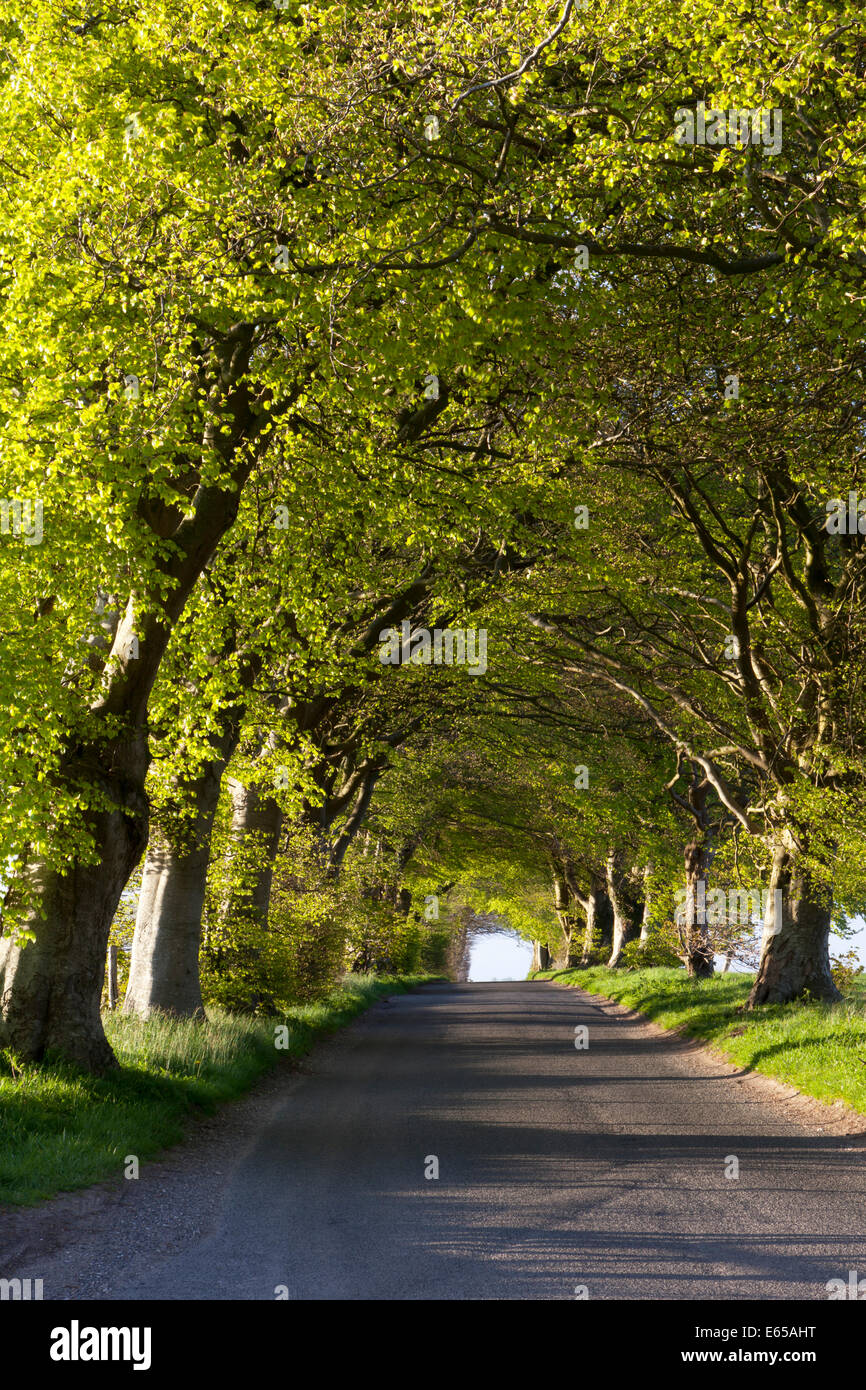 An avenue of beech trees on the Howgare Road, near Broad Chalke in Wiltshire, England. Stock Photo
