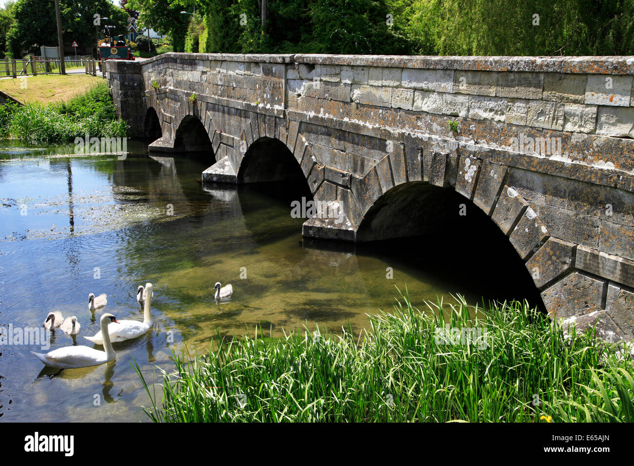 Swans and cygnets on the River Avon beside Queensbury Bridge in Amesbury, Wiltshire, England. Stock Photo