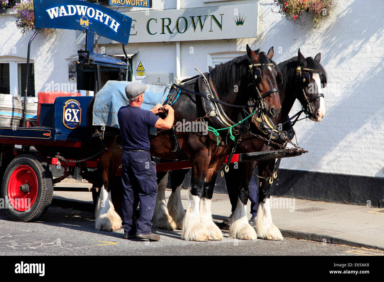 Shire horse in harness hi-res stock photography and images - Alamy